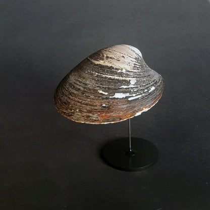 Carved Shell