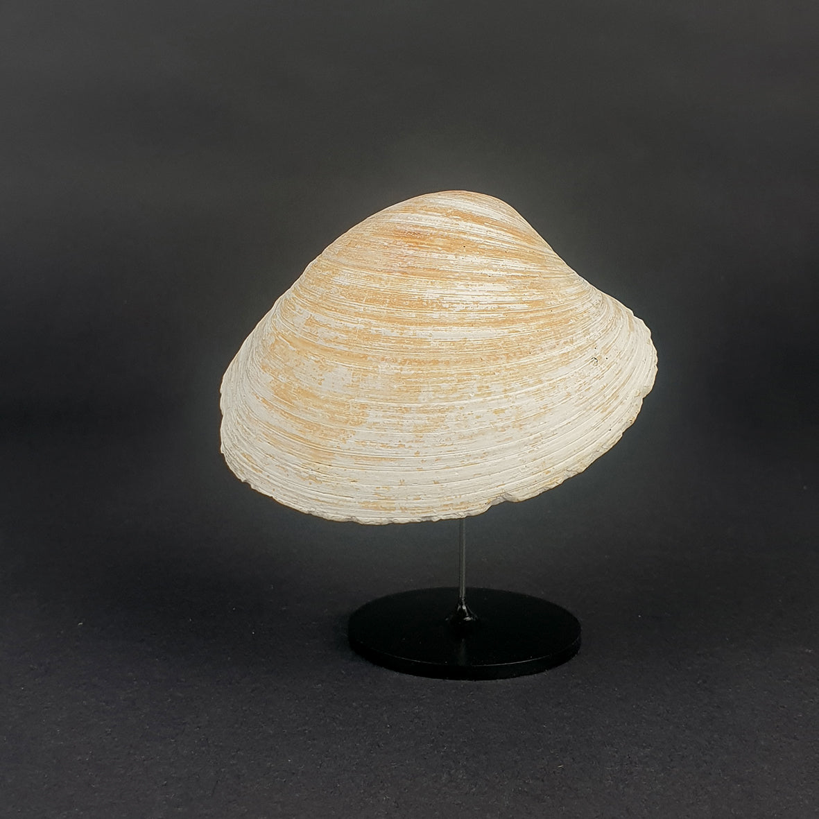 Carved Shell